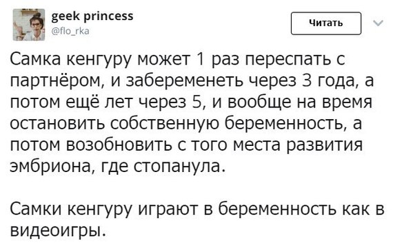 Про кенгуру