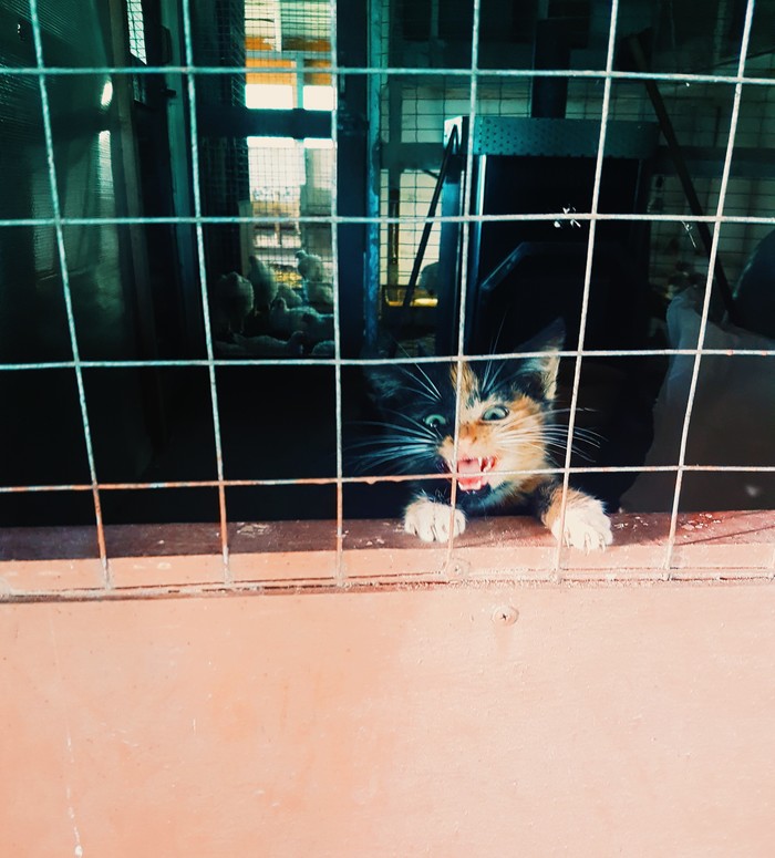 Your-bo-du! - My, cat, Village, Valdai, Longpost, Tricolor cat