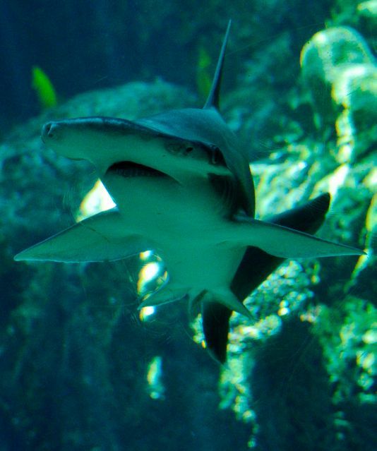 The small-headed hammerhead shark also agrees on a salad ... - Hammerhead Shark, Shark, Vegetarianism, Jaws, The science, Biology, Video, Longpost