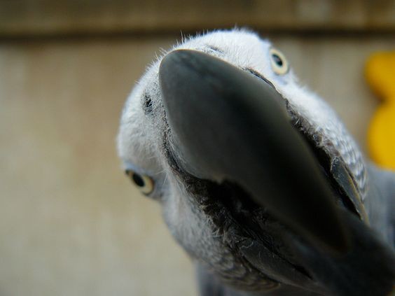 Last shots taken with the lens - My, A parrot, Vandalism, , The photo, Licking