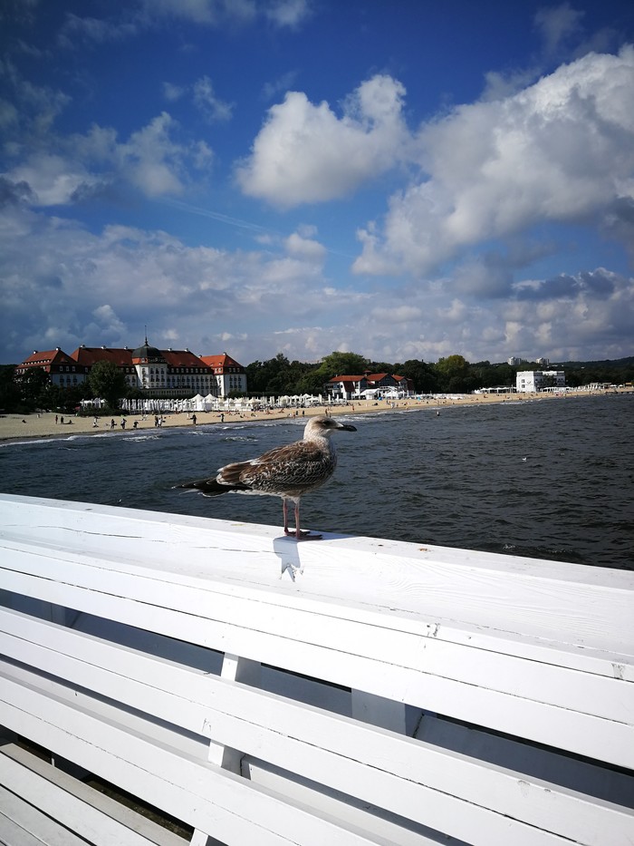 The main star of Sopot - My, Seagulls, Sopot, Sea