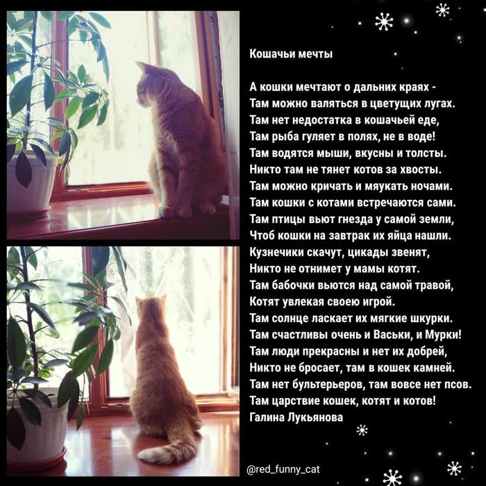 Dreams ... - My, Poems, Dream, Animals, cat, Poetry