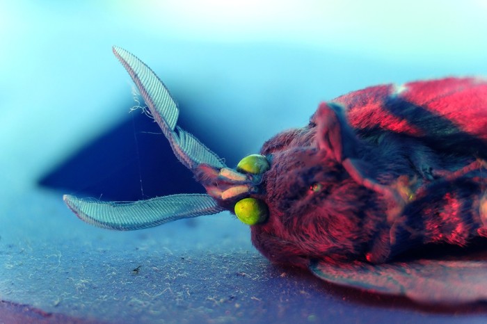 moth - My, Macro, Fujifilm, Butterfly, Macro photography