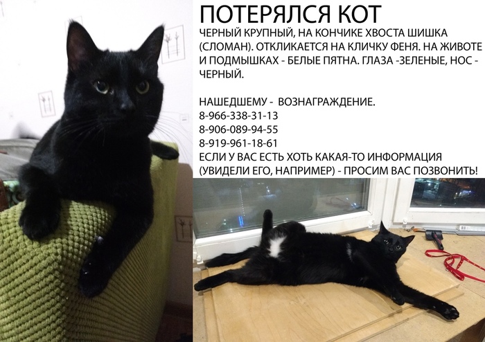 Lost Black Cat - My, Lost cat, Krasnoznamensk, Black cat, Help me find, Help, Search for animals, , Longpost, Helping animals