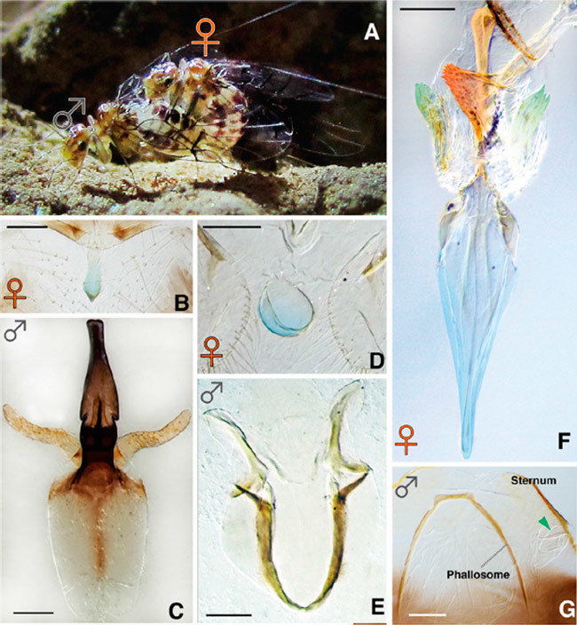 Male and female cave insects switch roles - The science, Biology, Insects, Reproduction, Copy-paste, Elementy ru, Longpost
