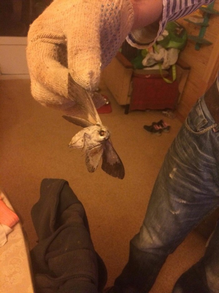 Помогите опознать!