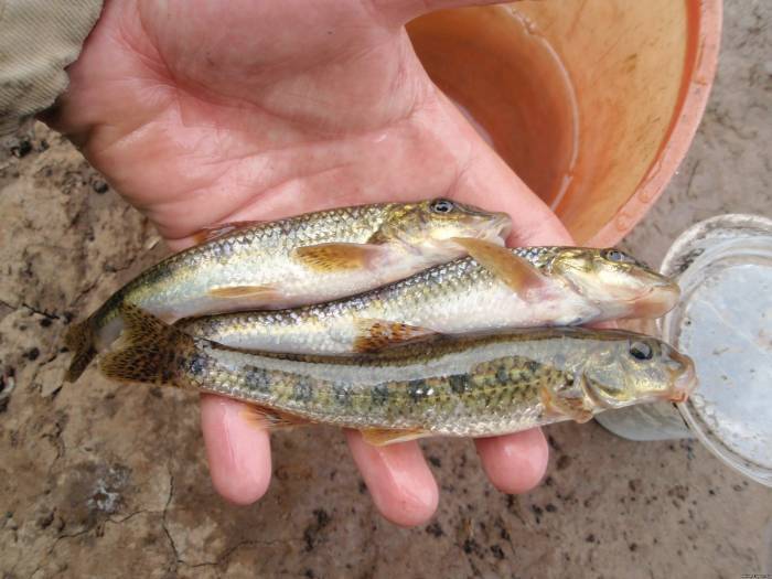 Gudgeon - My, Ocean, Longpost, Gudgeon, A fish