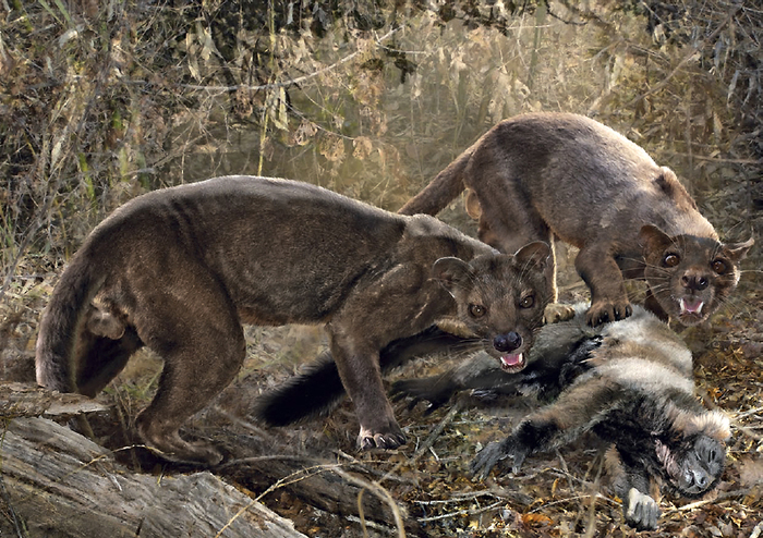 Weavers are cute, they said. - Wyvernaceae, Fossa, Lemur