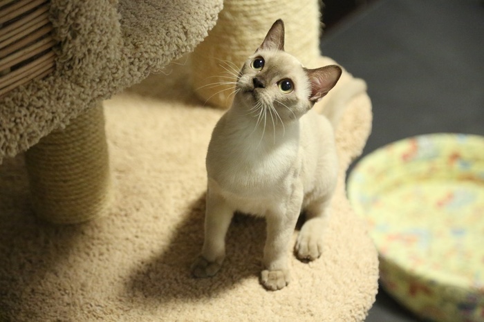 Let's play? - My, , Burmese, Kittens, Rangpurcat, cat