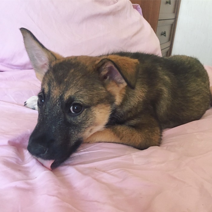 Puppy looking for a home - My, Moscow, Puppies, Dog, No rating, In good hands, Cur, Longpost