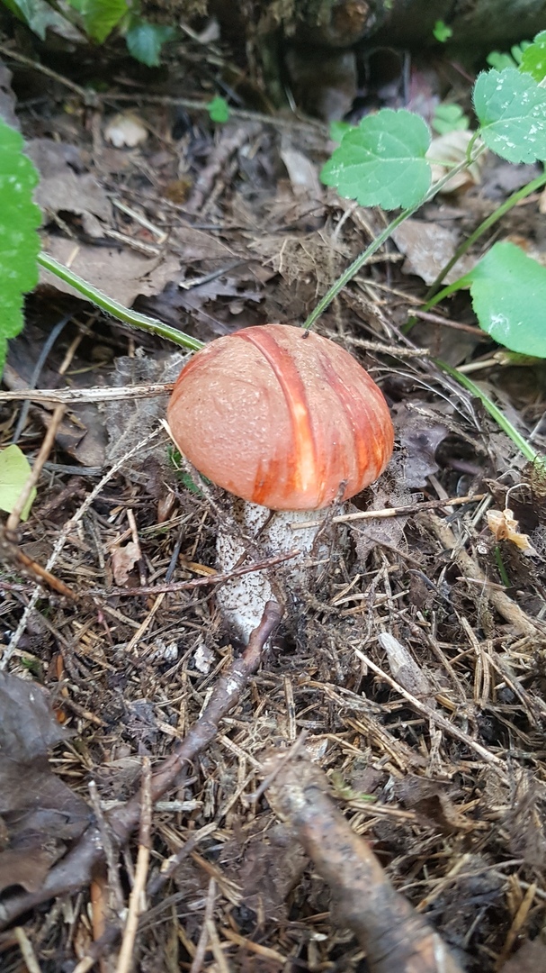 Gribalka this year - My, Mushrooms, Honey mushrooms, Dmitrovsky District, Longpost