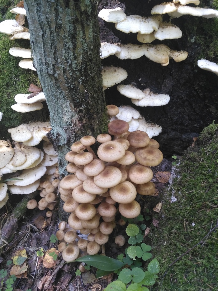 Грибочки под Можайском