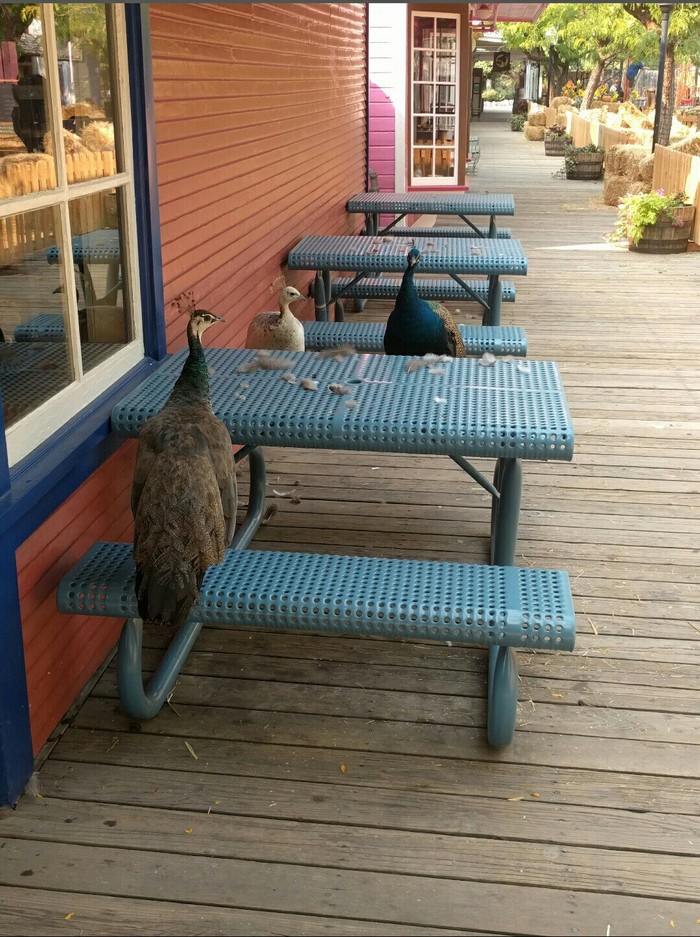 «Кажется, я помешал важной встрече»