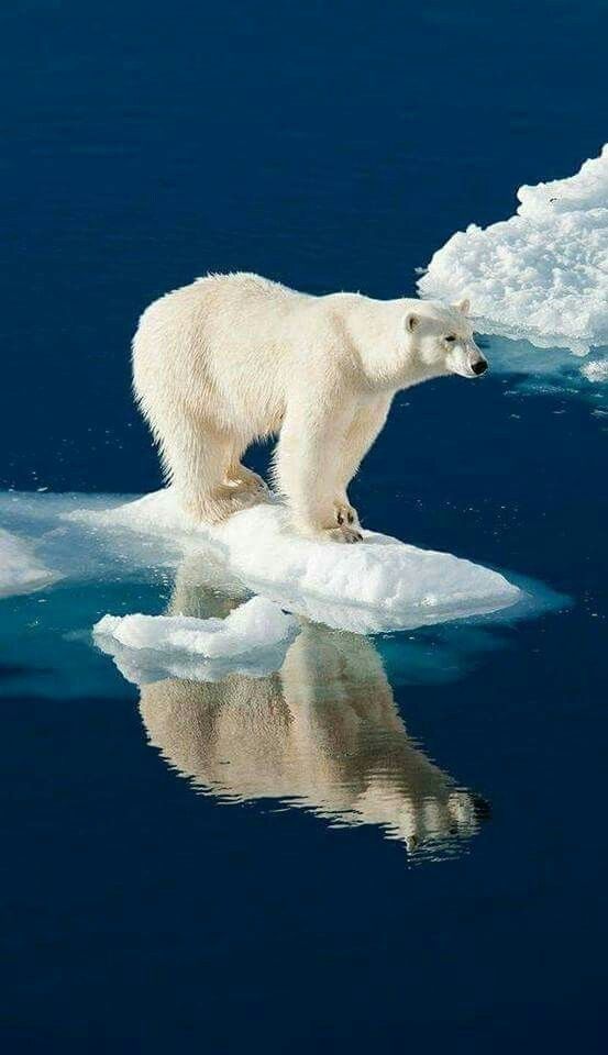 ����� ������ �� �������� ��������