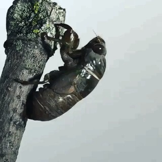 Линька у цикады.