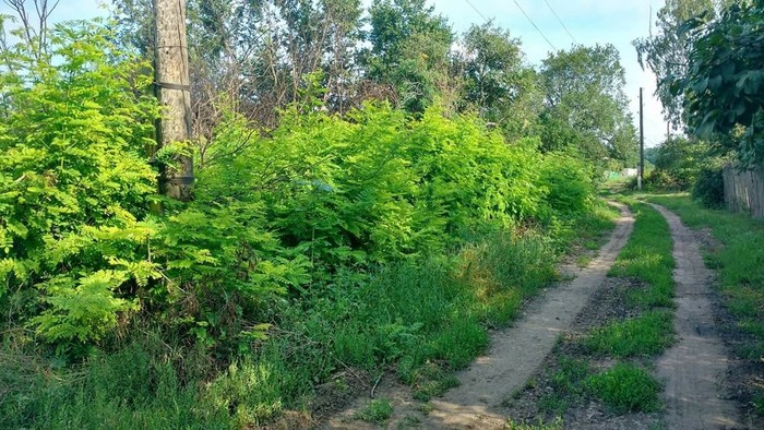 Новый забор | Пикабу