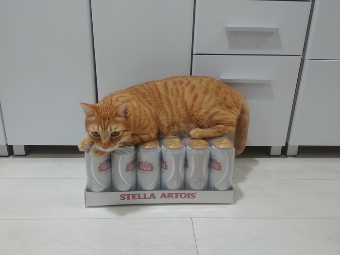 Even a cat knows a lot about beer! - My, Beer, Catomafia, cat