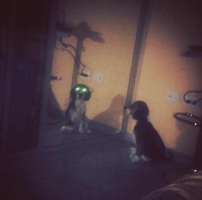 Mirrors - My, Kripota, Mirror, Beagle, Reflection