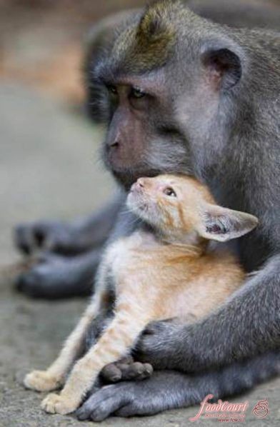 Are you really my mom? - Mum, Animals, Humanity, Longpost