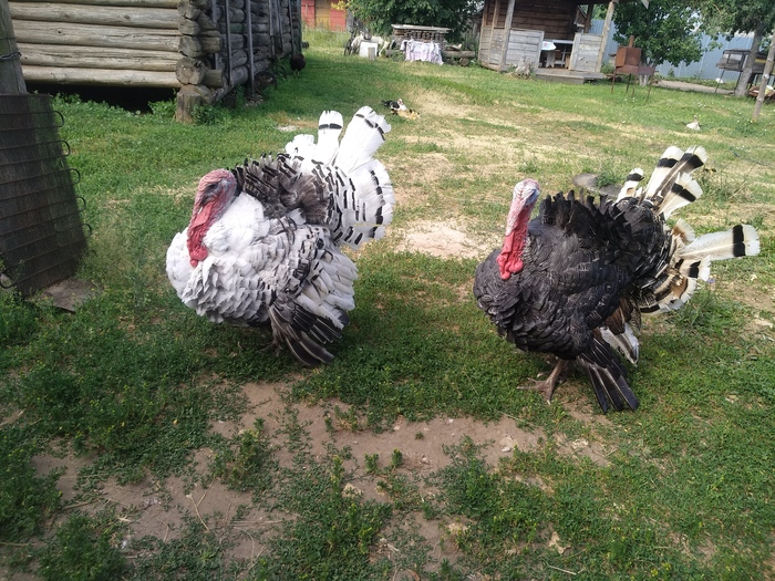 Cats, cats, Birds in our feed. - My, Village, Turkey, Duck, Сельское хозяйство, Birds, Longpost