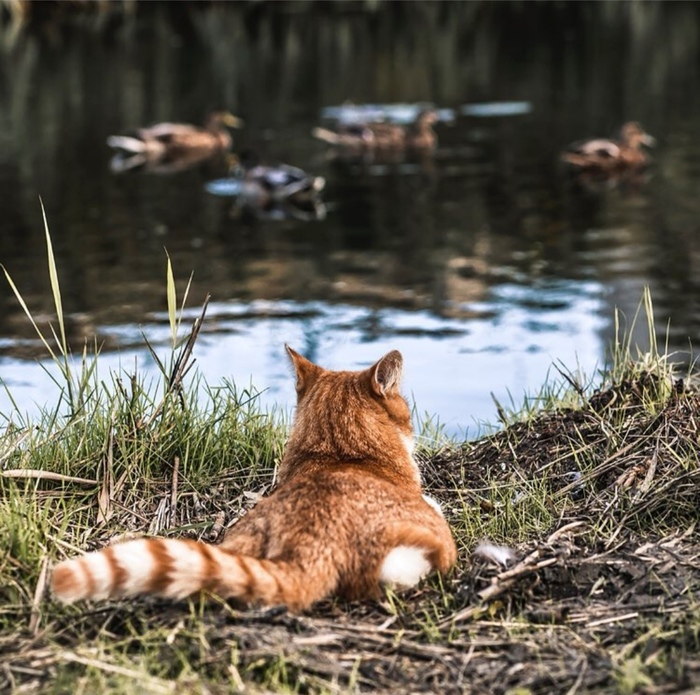 Redhead in ambush - cat, Hunting, Lake