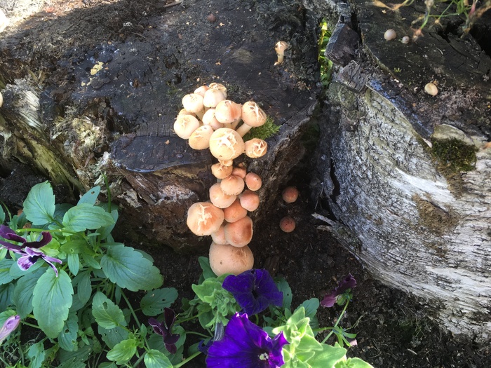 Autumn. City center Perm region. - Mushrooms, Ecology, My