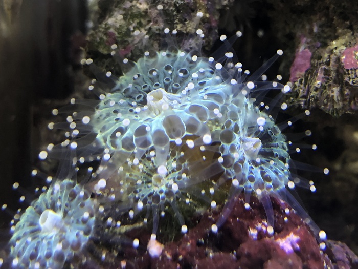 The beauty of the marine aquarium - Aquarium, Aquarium, My, Marine Aquarium, sea ??anemone