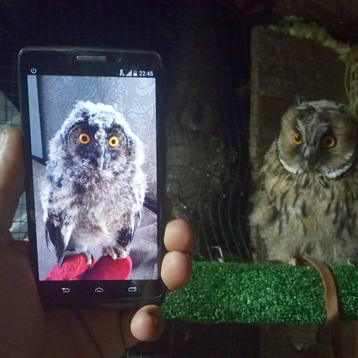 That feeling when your friends look at your childhood pictures. - The photo, Owl, My