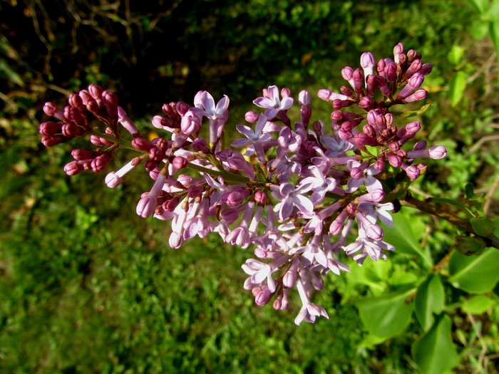 ...And eternal spring... - My, Lilac, Flowers, Unseasonably, Moscow