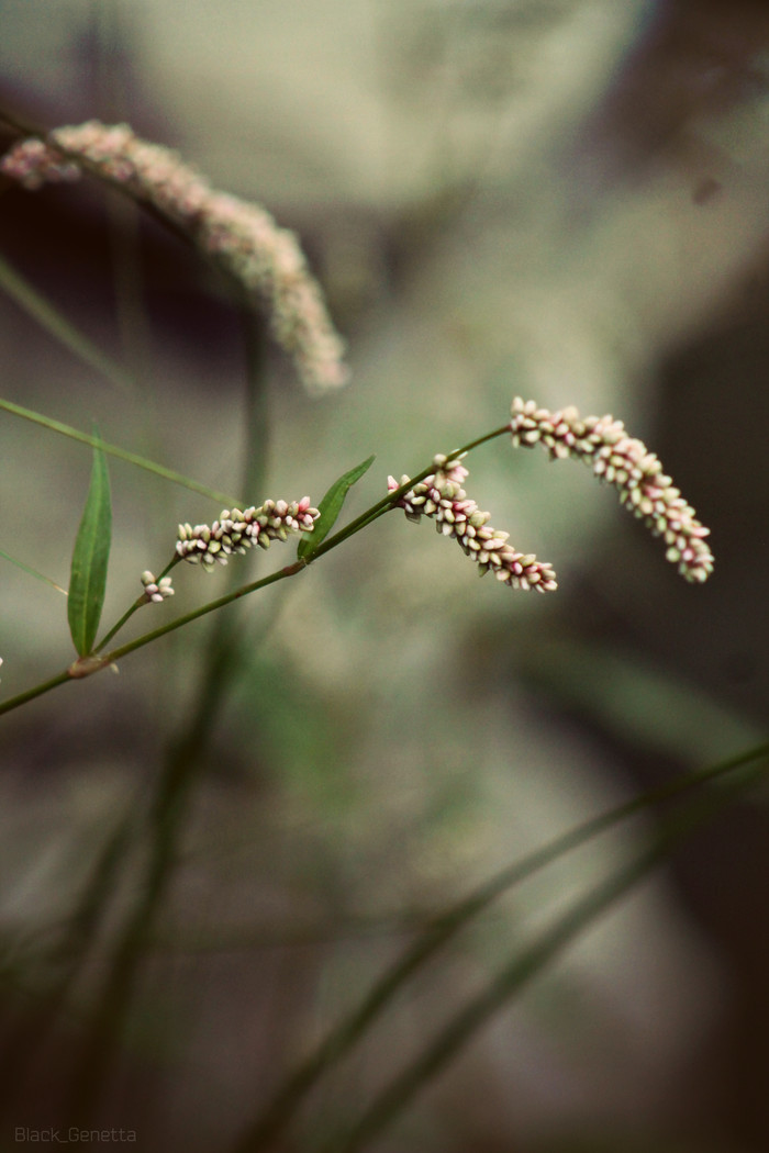 my favorite model - My, The photo, Plants, No rating, Longpost