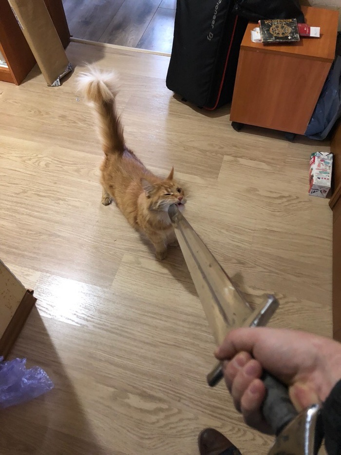 Когда в округе нет подходящего дракона...