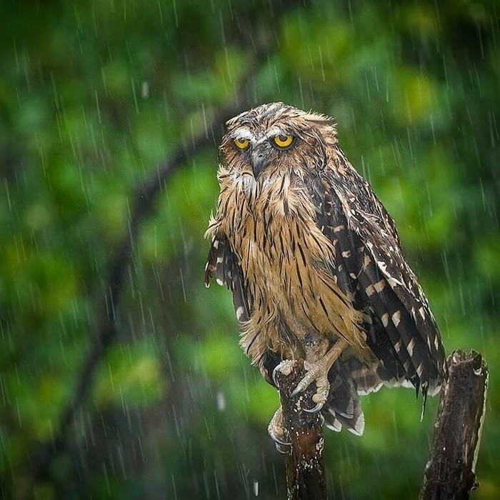 Gloomy caught) - The photo, wildlife, Owl, Owl