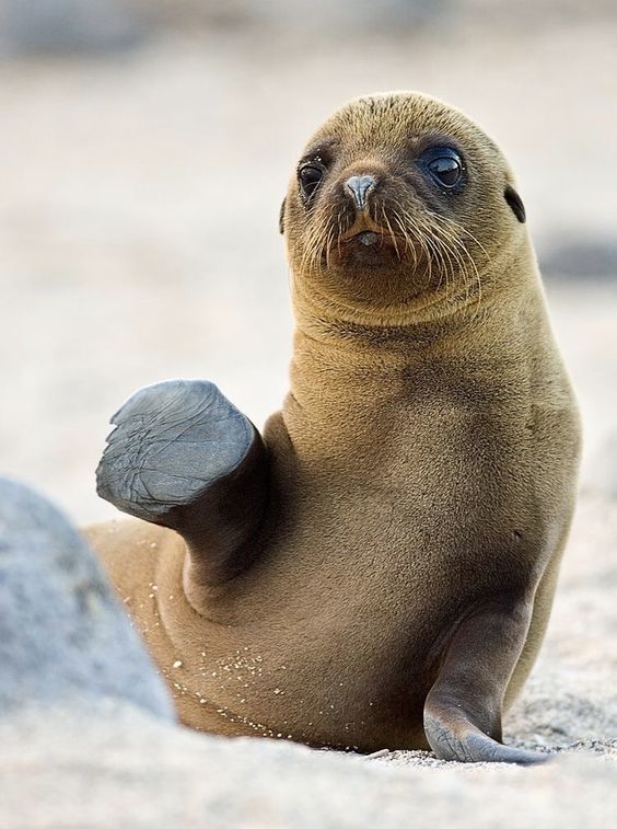 fur seal puppy - The photo, Fur seal, Young