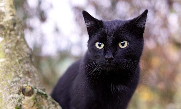 In Italy, a nun got into an accident while trying to avoid a black cat - Nun, Black cat, Road accident, Italy