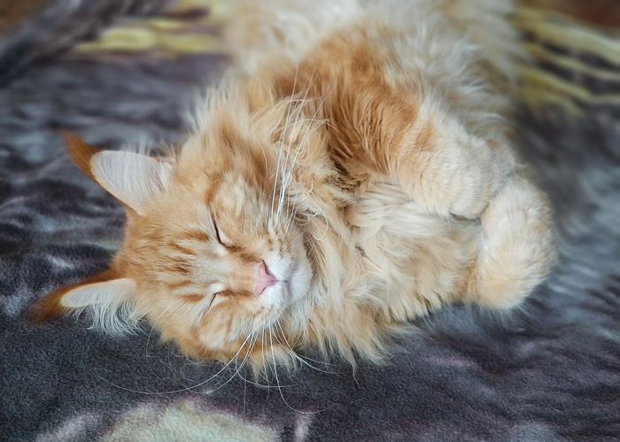 Сладкий дневной сон