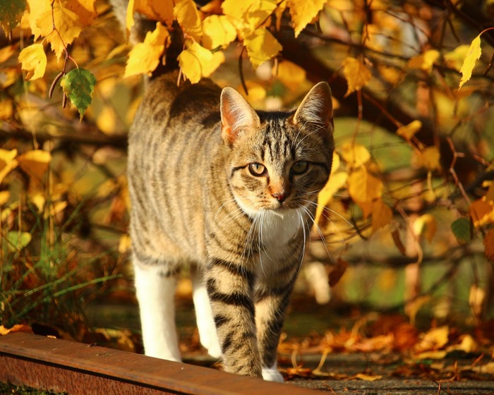 There is such a month in the calendar - October - cat, Autumn, Milota, Longpost