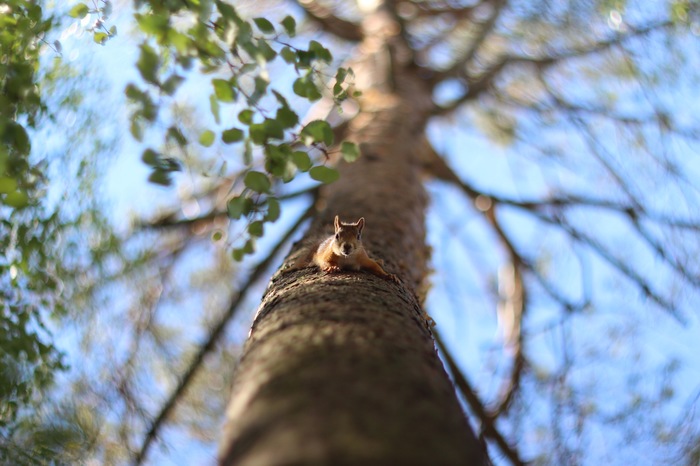Squirrel on a tree - My, The photo, , Squirrel, Forest, Canon, , , Helios 40