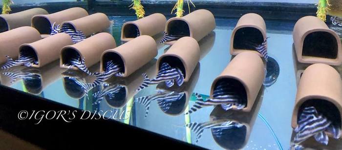 One for each catfish)) - Aquarium, Aquarium fish, Catfish