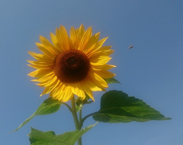 The transition of summer into winter bypassing autumn - Weather, Snowfall, , , Sunflower, Suddenly