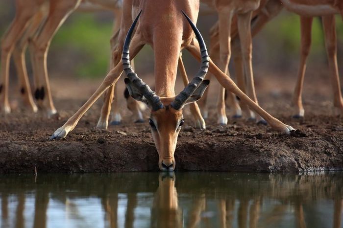 At the watering hole. - , Waterhole, Drought, The photo, Animals, The national geographic