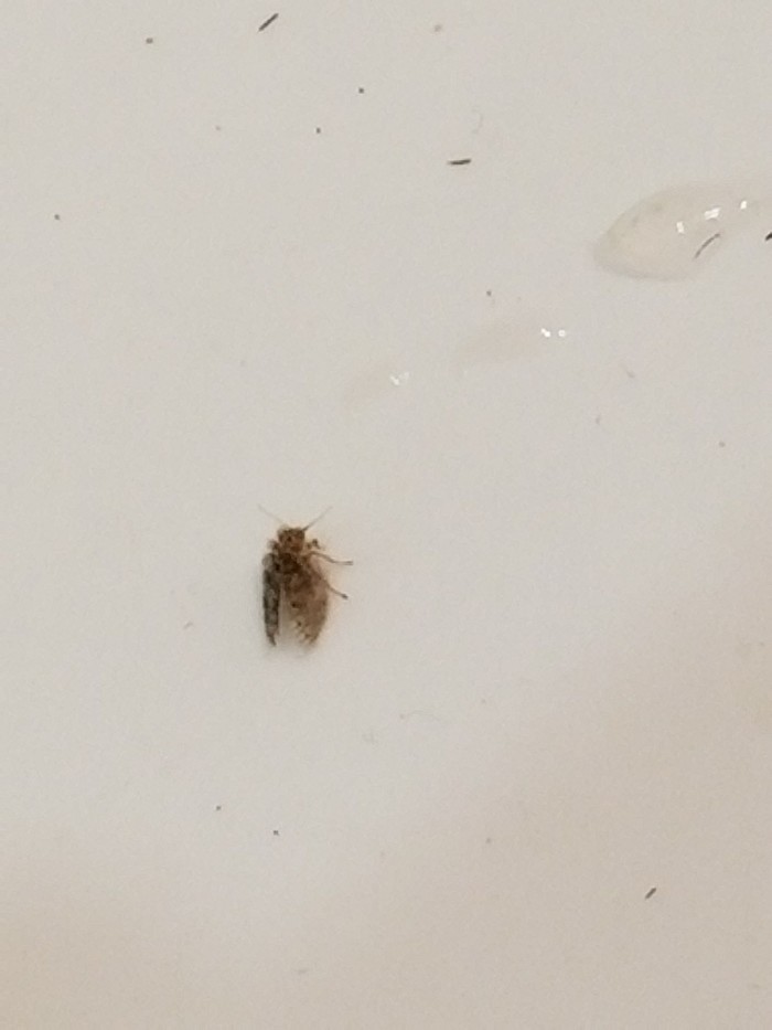 Нужна помощь, появилась в ванной мошка