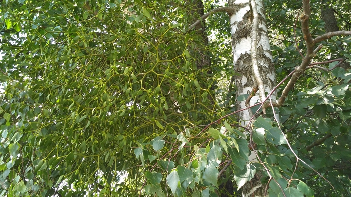 Странность на берёзе