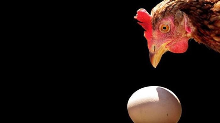 Everything, let's go - Facts, Hen, Eggs, Disperse