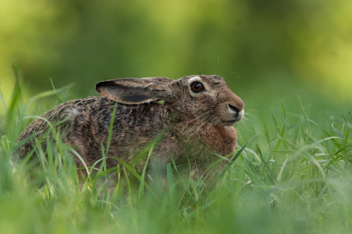 Another forest meeting - My, My, The photo, Hare, Nature, Photo hunting, Animals