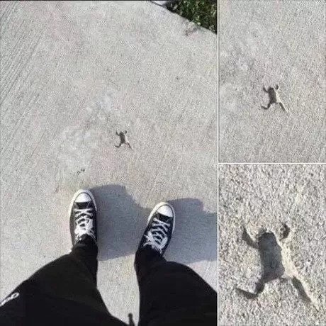 Perfect fit - Concrete, Imprint, Frogs, Images