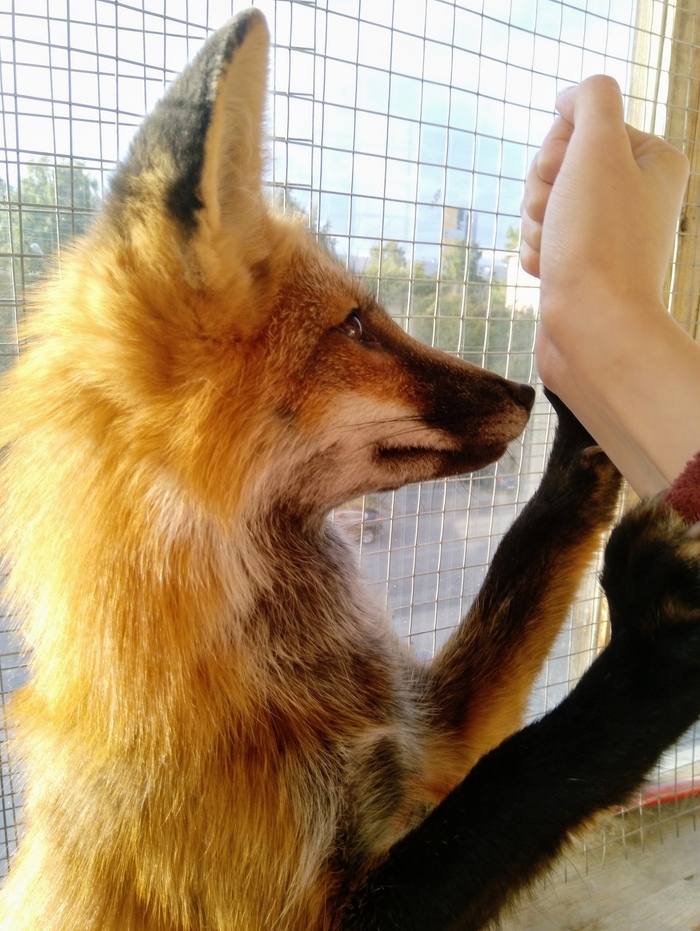 Domestic fox Kira. Team Bunny - Domestic fox, Lisa Kira, Fox, Animals, Training, Kira, My