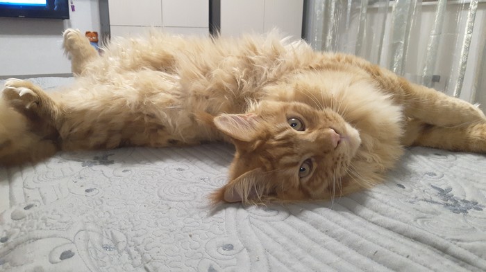 When you want affection and tenderness - My, Maine Coon, Scratching, Longpost, cat