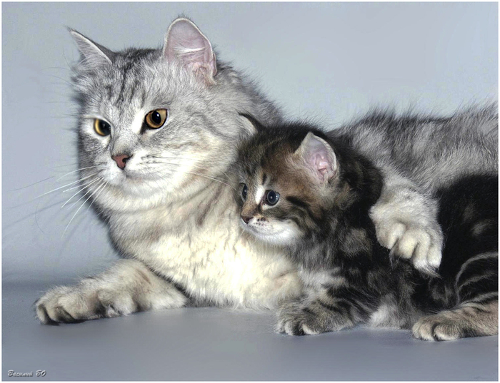 Mother with daughter - My, Catomafia, , The photo, Kittens, cat, Siberians