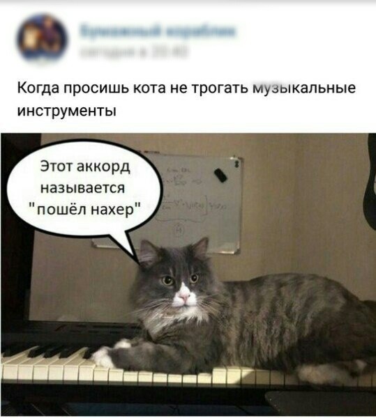 Музыкальный инструмент - Кот, Юмор, Котомафия, Из сети