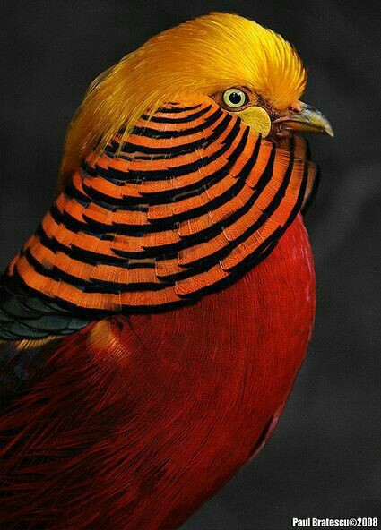 golden pheasant. - Pheasant, Birds, Animals, beauty, The photo, Nature, Biology, Interesting